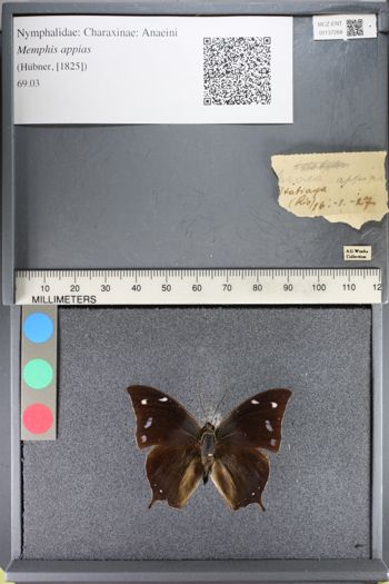 Media type: image;   Entomology 137268